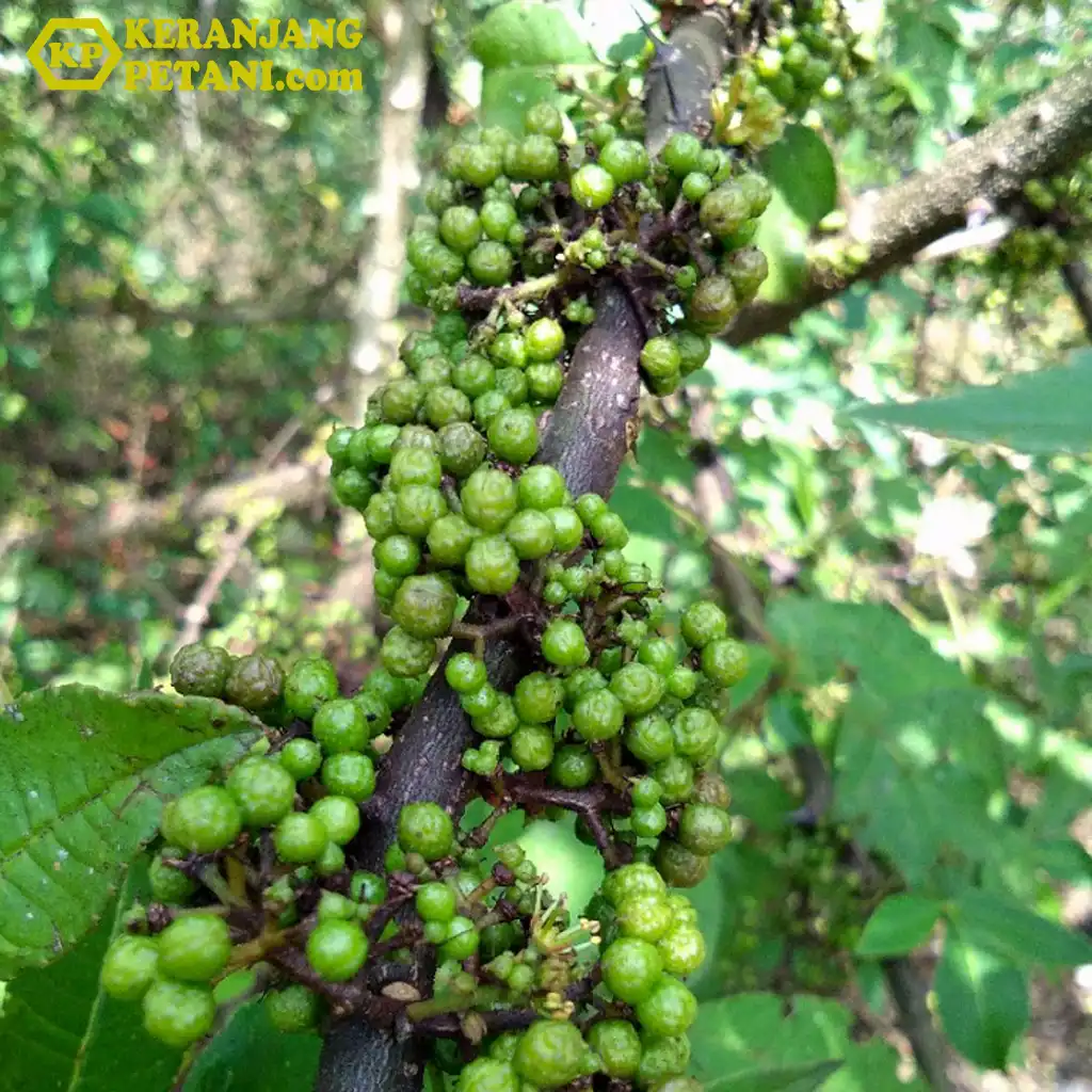 keranjang-petani-manfaat-andaliman